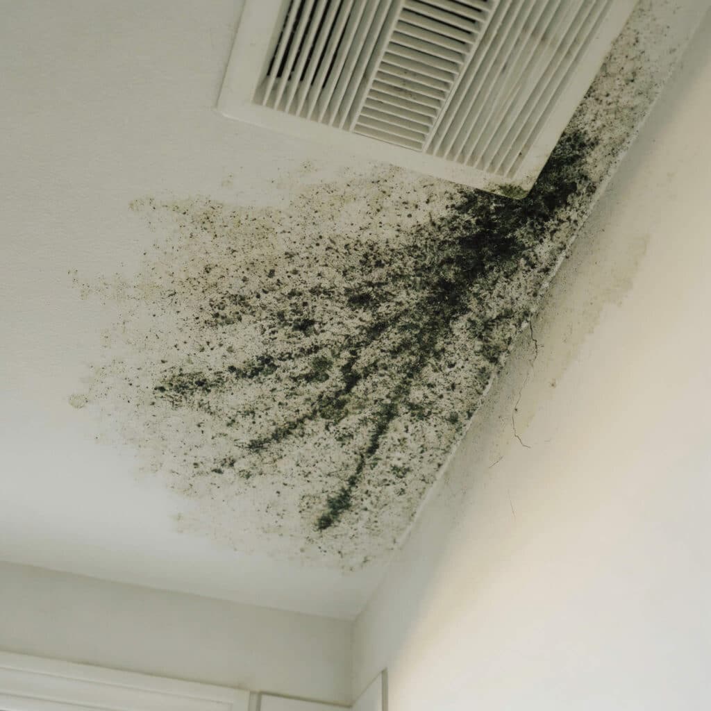 Mold growth in the corner of a residential bathroom ceiling near the vent fan