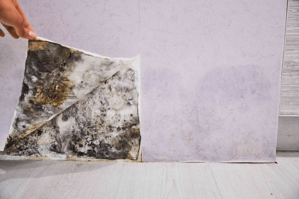 Black mold hidden behind wall paper in a residential home