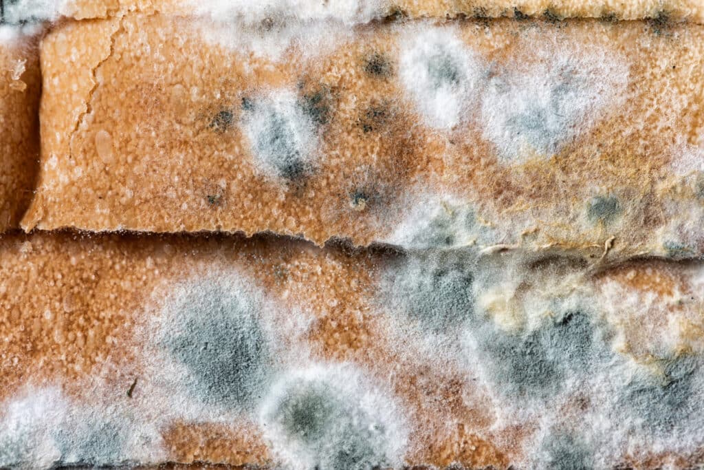 A stack of bread with severe mold growth