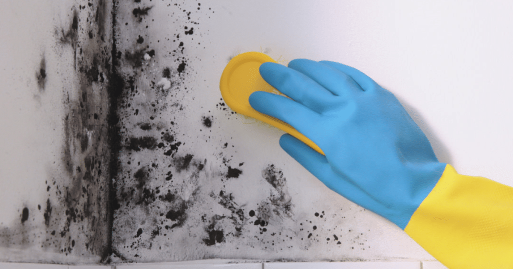 Scrubbing mold with a gloved hand.