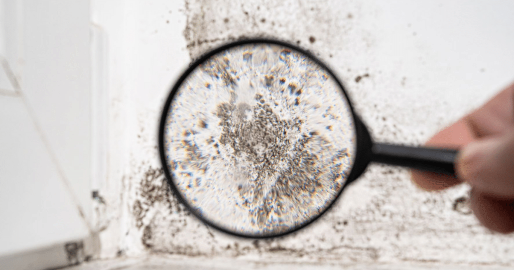 Magnified view of mold growth on a white wall.