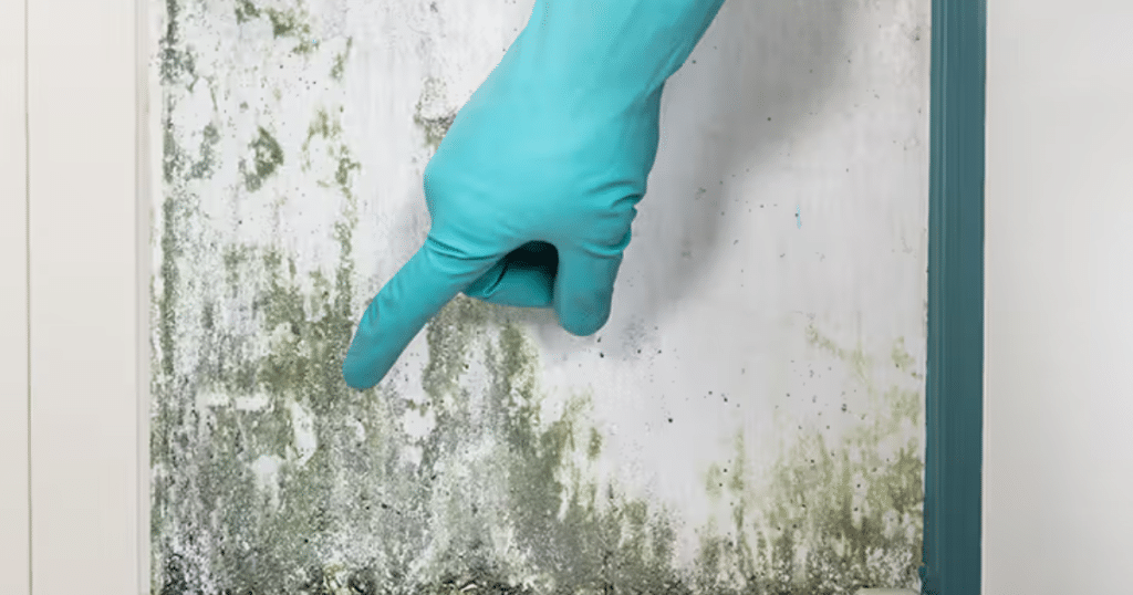 how to test for mold toxicity