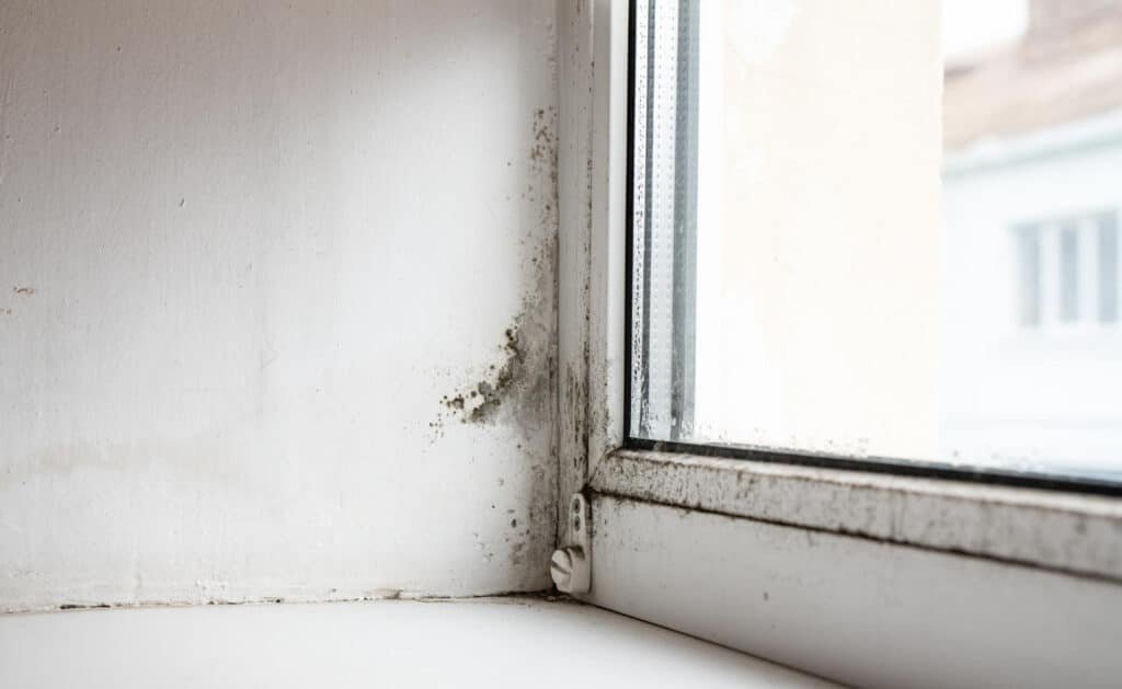 mold in window seal