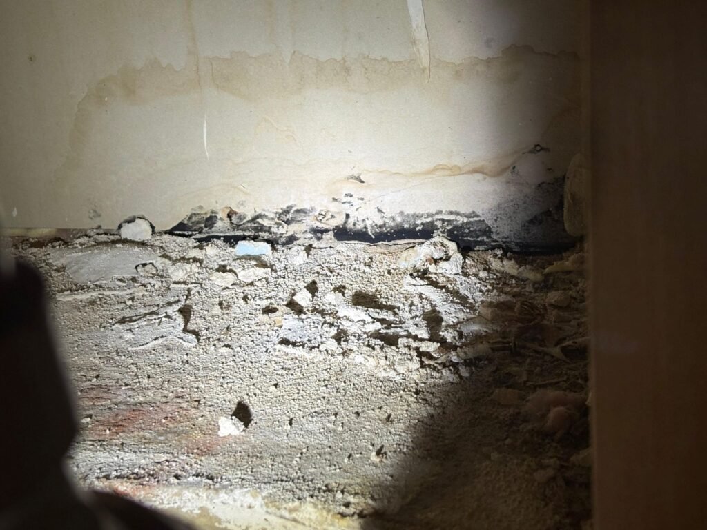 Growth and moisture damage documented on a wall surface during a Sugar Land inspection