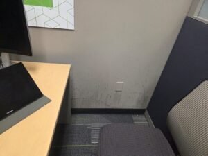 Mold growth along the lower section of an exterior office wall in Pearland, TX