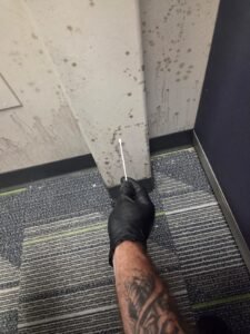 Surface swab sample taken from mold growth on an office wall in Pearland, TX
